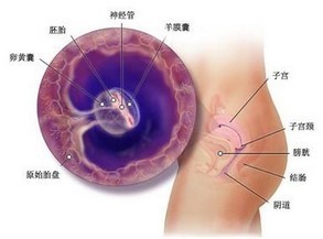 怀孕时期恶心呕吐怎么办