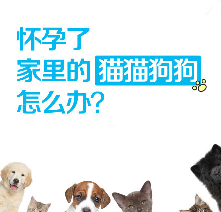 小区惊现倡议书,男子要求住户将宠物送走!孕妇养宠物,可行吗?